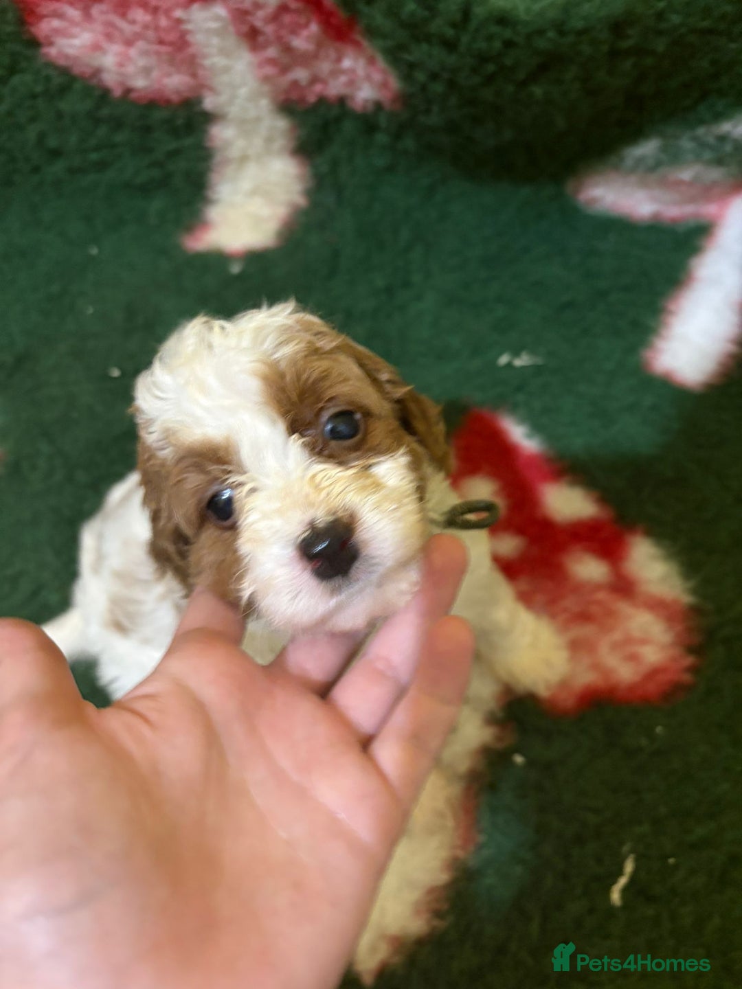 Irish Doodle dogs for sale: Irish red and white doodle puppies  - Image 13
