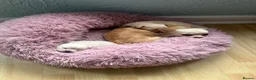 Chihuahua dogs for sale: White long hair Apple head chihuahua  - Advert 9