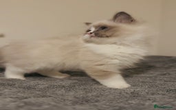 Ragdoll cats for sale: 💙🐾Tica full Pedigree🐾EU Ragdoll 🐱🐾DNA Clear - Image 36