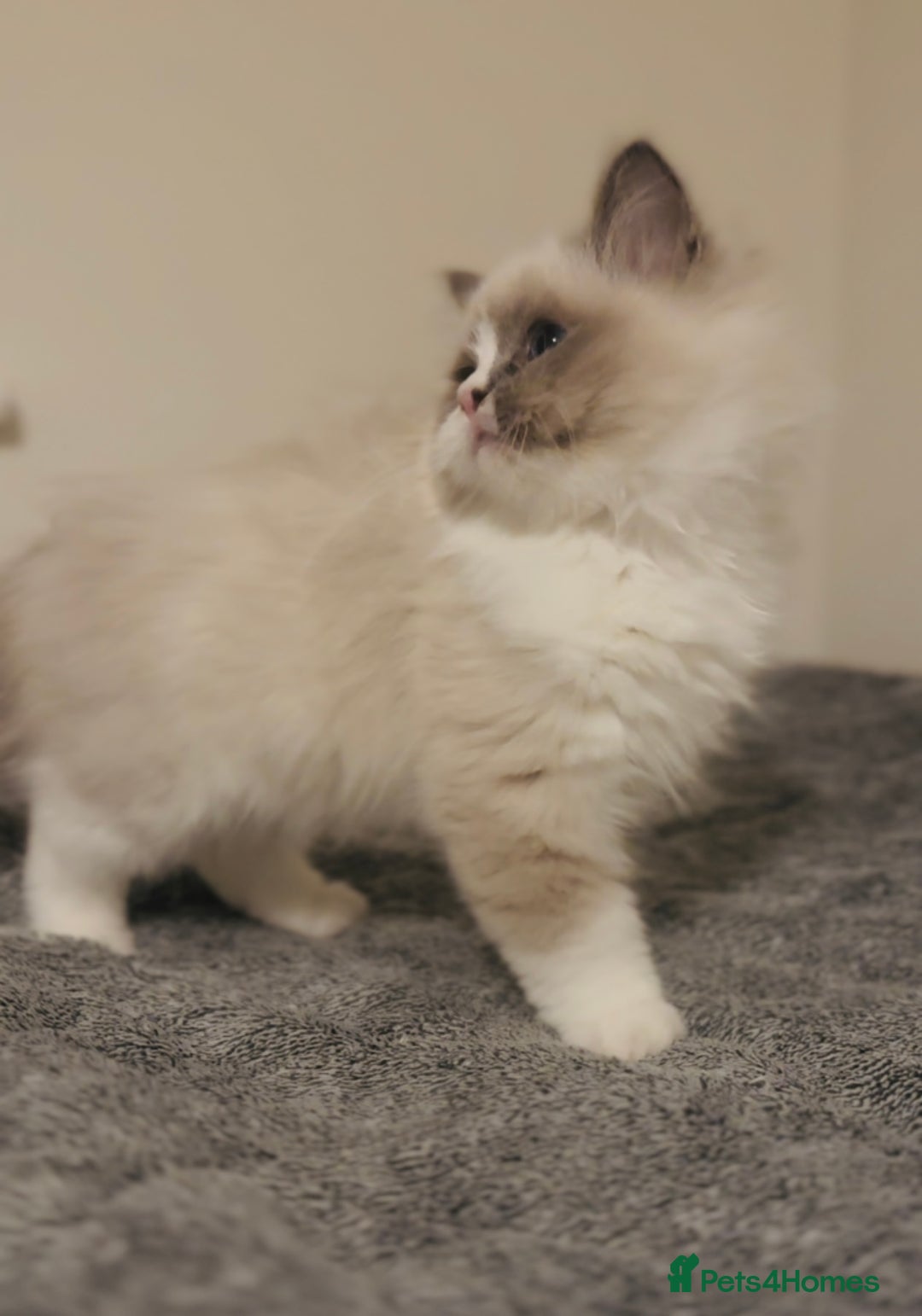 Ragdoll cats for sale: 💙🐾Tica full Pedigree🐾EU Ragdoll 🐱🐾DNA Clear - Image 36