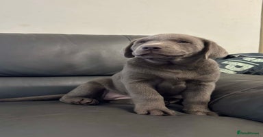 Labrador Retriever dogs - Advert 3