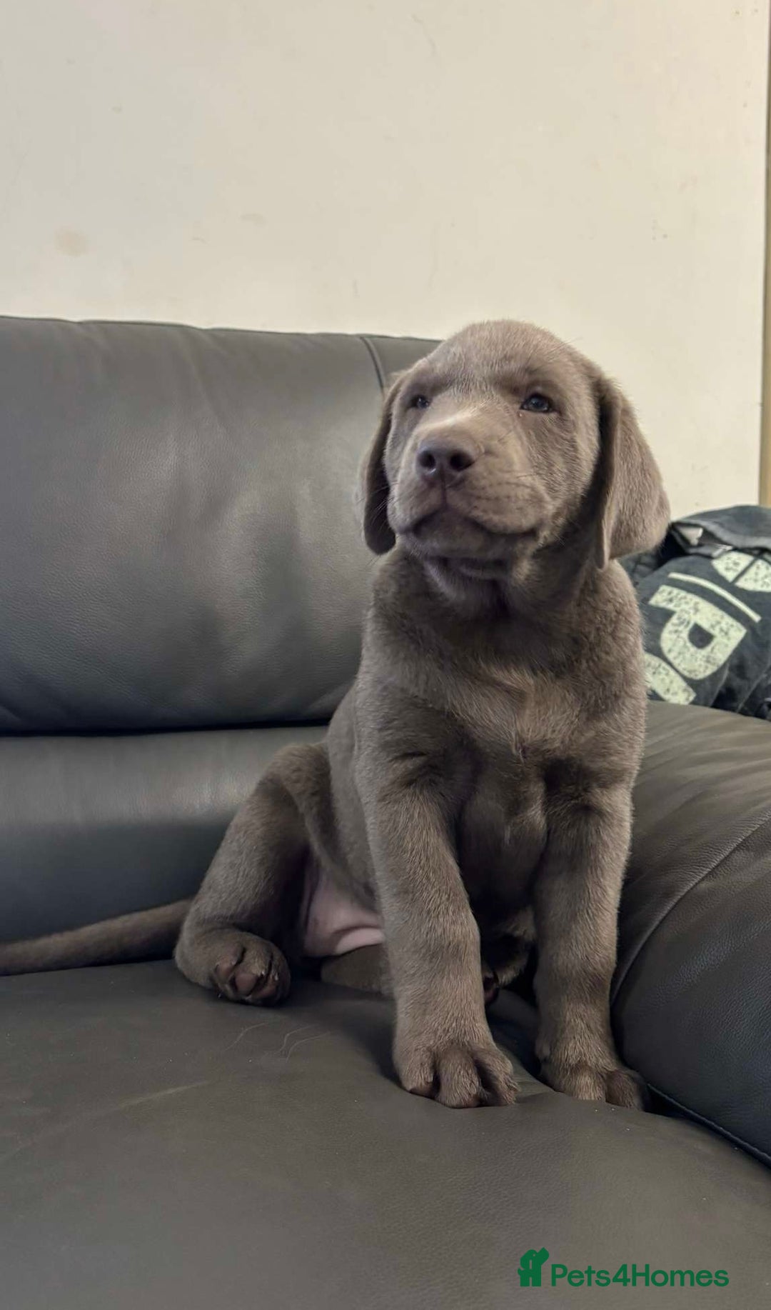 Labrador Retriever dogs for sale: Silver Labrador Puppies - KC Registered - Image 2