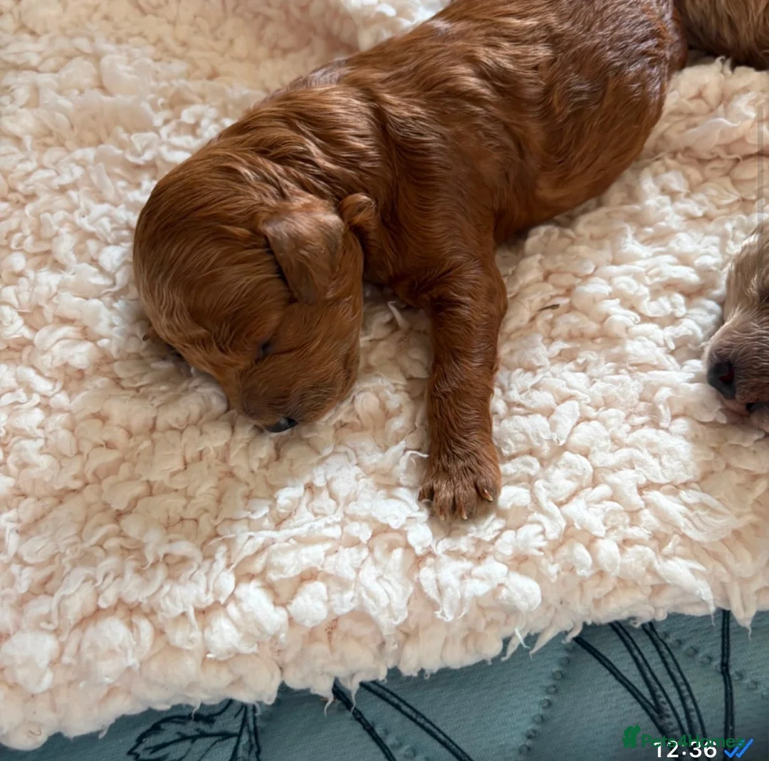 Maltipoo dogs for sale: 🐾 F1b Maltipoo Puppies Available – Bingham 🐾 in Nottingham - Advert 2