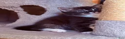 Mixed Breed cats for sale: Half Bengal - Half Mixed breed, litter trained,  in Enfield - Advert 24