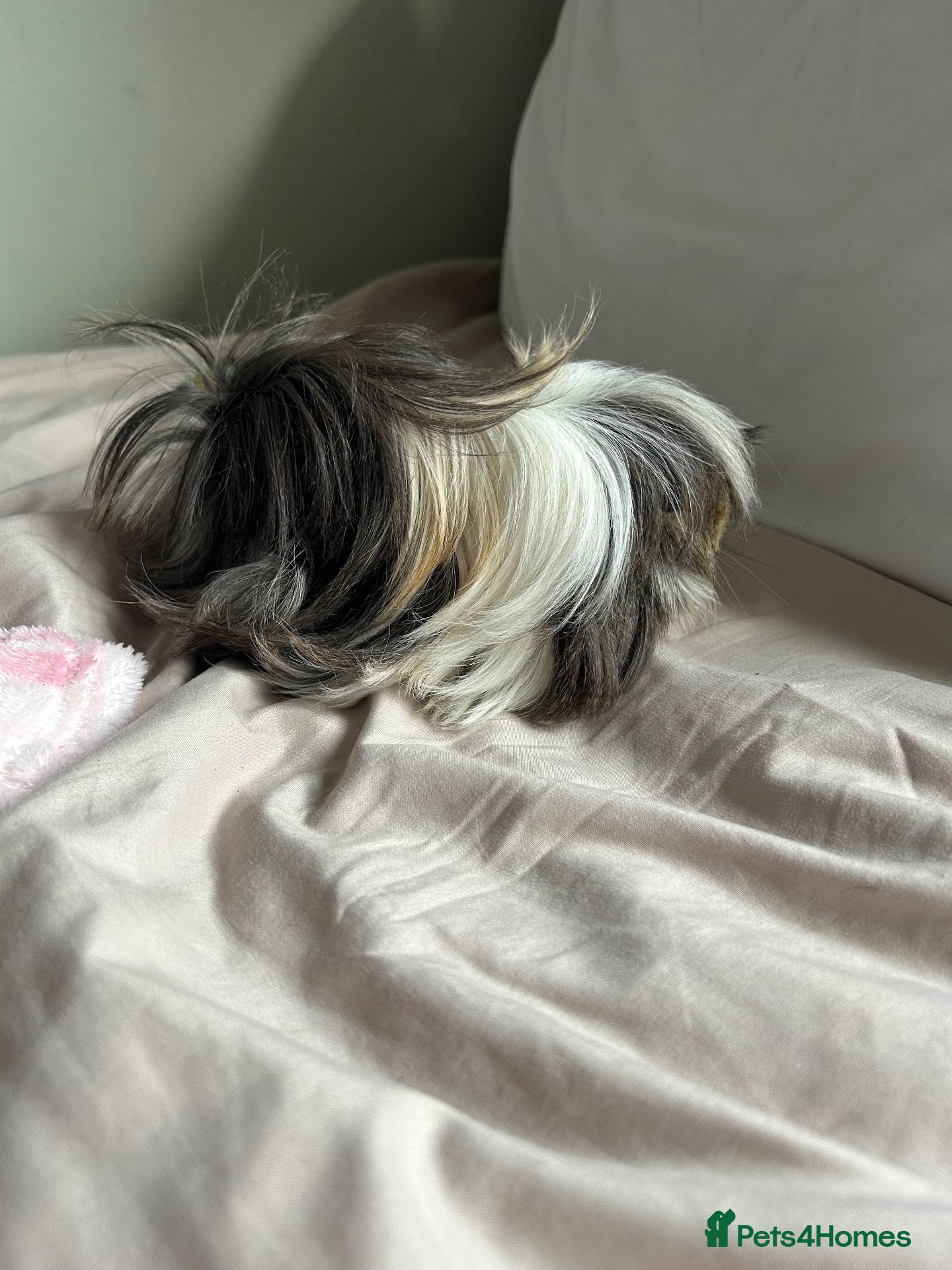 Guinea Pig rodents Neutered long haired baby boy von the neutered boy - Advert 3
