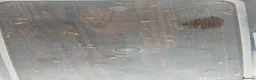 Axolotl reptiles for sale: Axolotl babies. Started hatching 7 April. - Advert 2