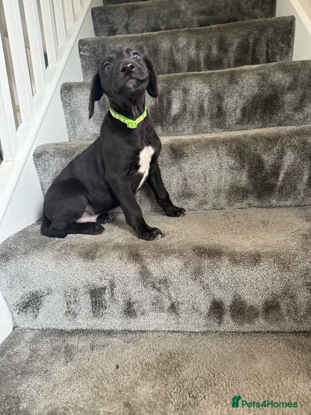 Mixed Breed dogs for sale: Lurcher puppies  - Image 11