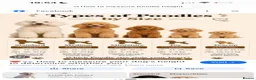 Toy Poodle dogs for sale: Chocolate & Toy Poodle Babies READY NOW - Advert 11