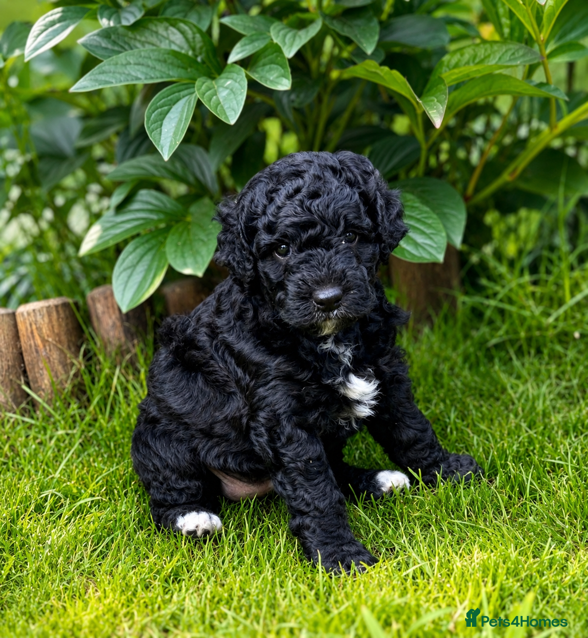 Double Doodle dogs Australian Labradoodle Puppies - Final Litter - Advert 1