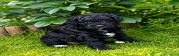 Mixed Breed dogs for sale: STUNNING AUSTRALIAN LABRADOODLE GIRL - Advert 16