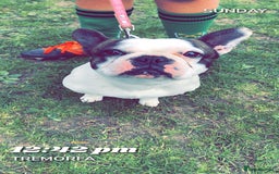 French Bulldog dogs for sale: 💕Beautiful Bella- Ready for her forever home💕 - Image 4