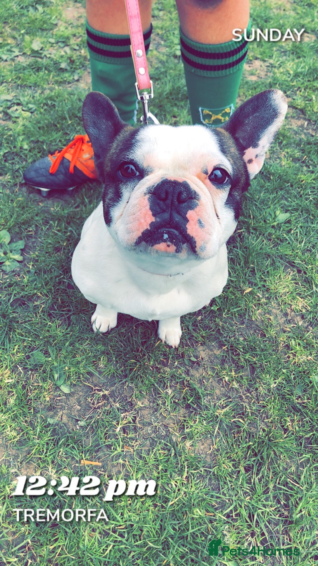 French Bulldog dogs for sale: 💕Beautiful Bella- Ready for her forever home💕 - Image 4