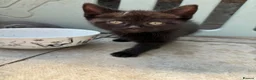 British Shorthair cats for sale: 4 British shorthair kittens - Advert 10