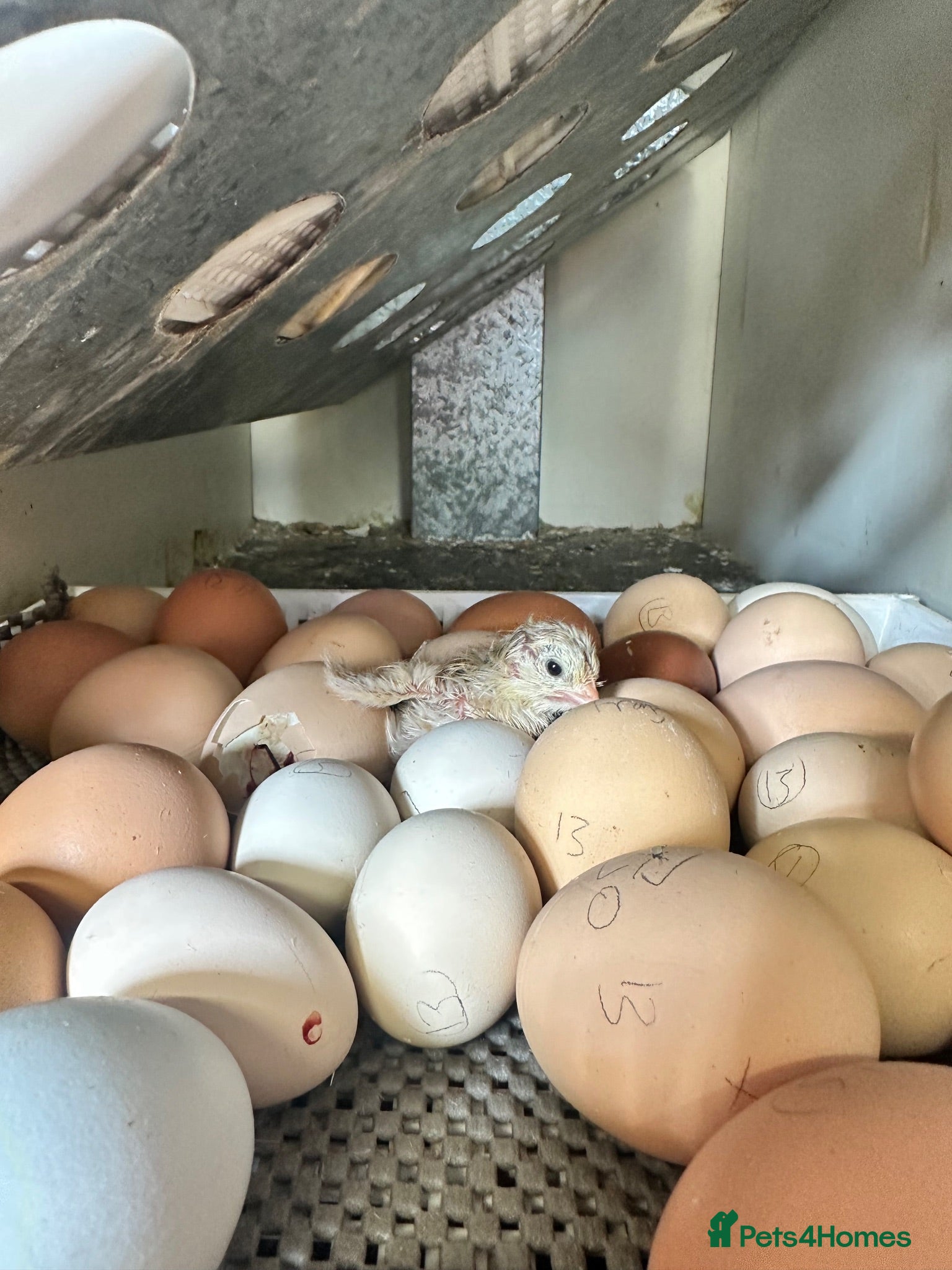 Chickens poultry Various age & breed chicks Unsexed turkeys poults - Advert 9