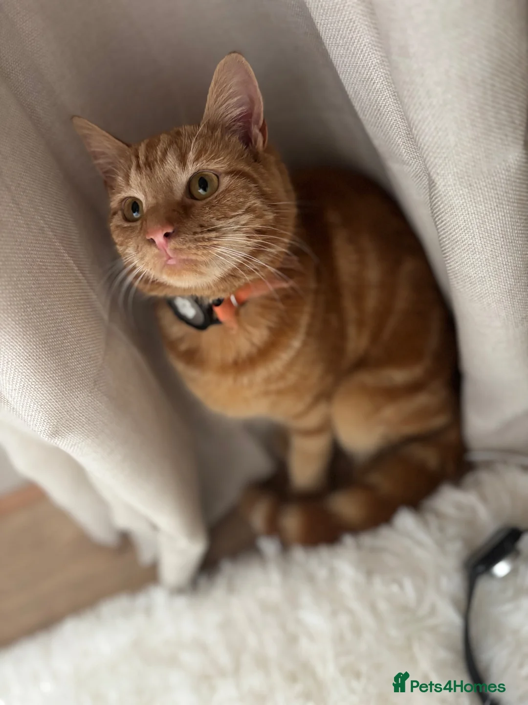 Domestic Shorthair cats for sale: Domestic Shorthair Ginger Kittens  - Advert 2