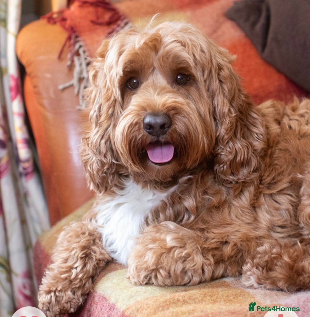 Australian Labradoodle dogs for stud: 💯 pure Australian Cobberdog  - Advert 1