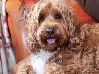 Australian Labradoodle dogs 💯 pure Australian Cobberdog - Advert 3