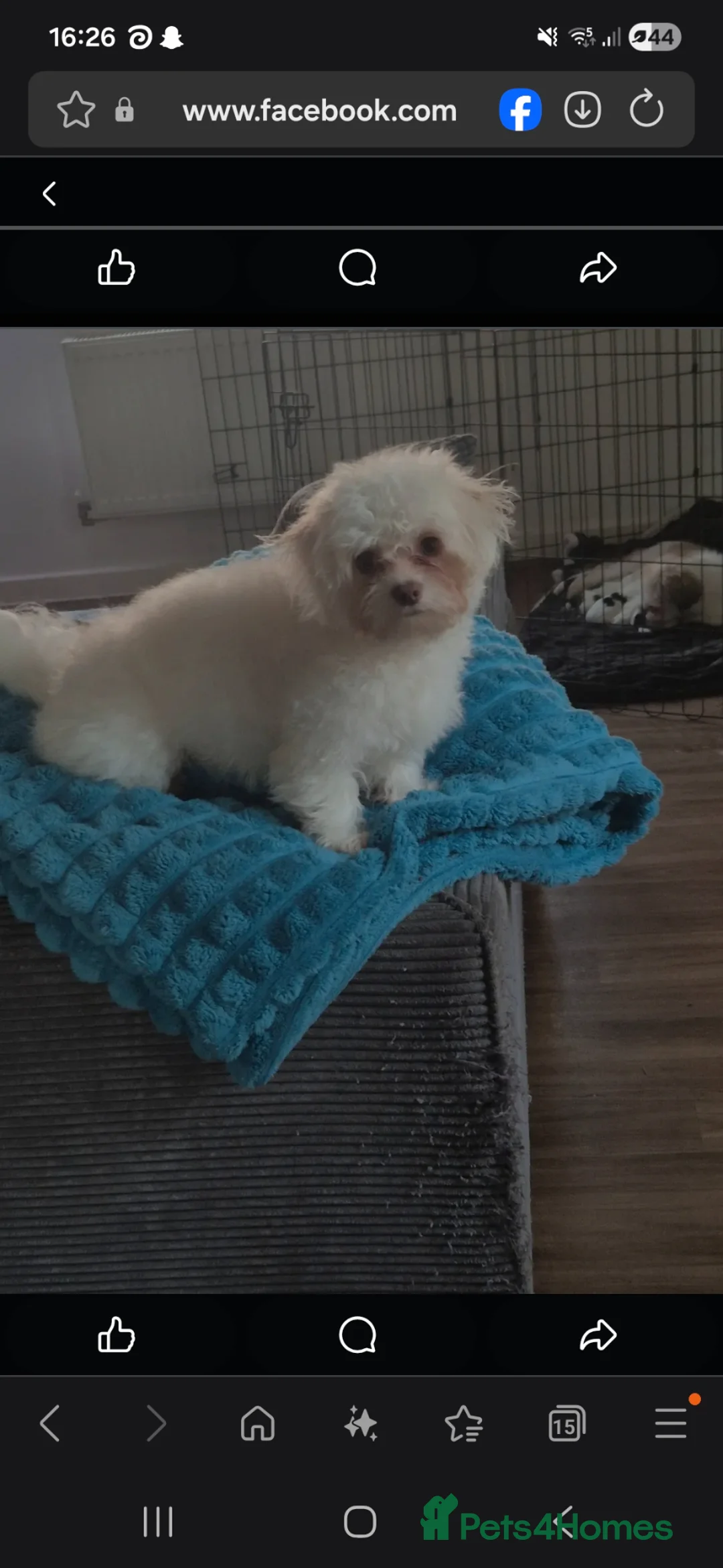 Shihpoo dogs for sale: Shihpoo puppies - Advert 2