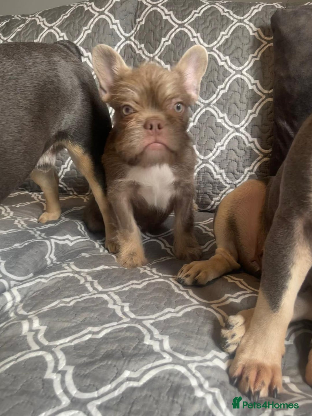 French Bulldog dogs for sale: Big Perm, fluffy and furnished frenchies  - Advert 8