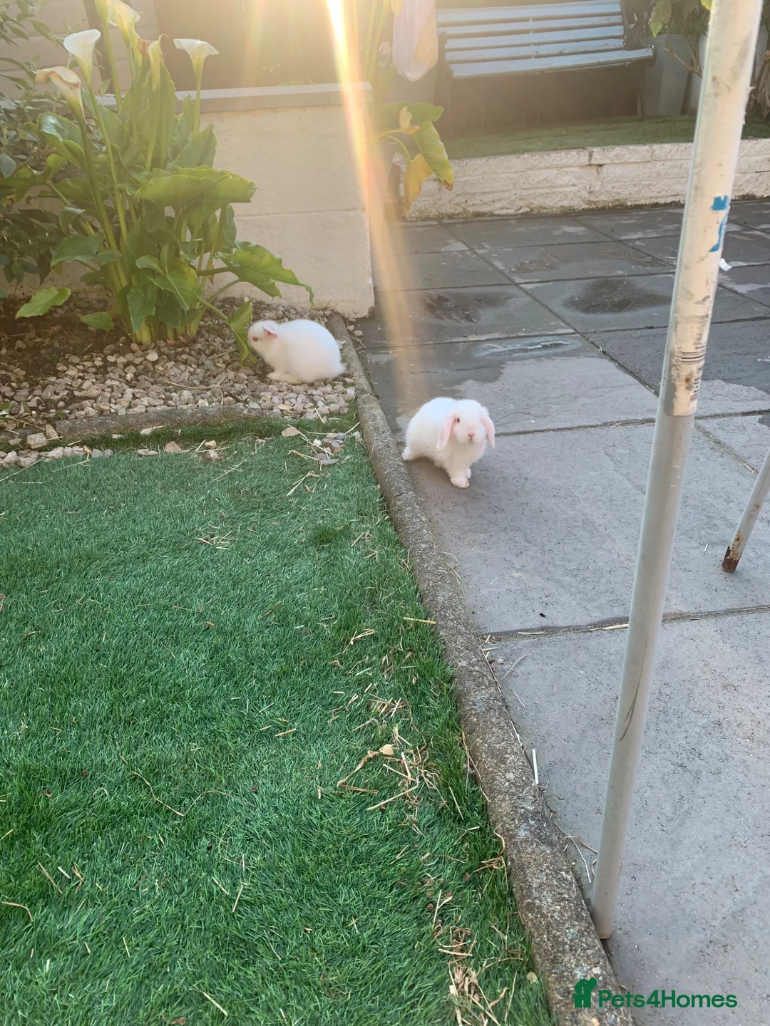 Mixed Breed rabbits for sale: 8wks White Albino Mini lops 2 girls and 1 boy left - Advert 2