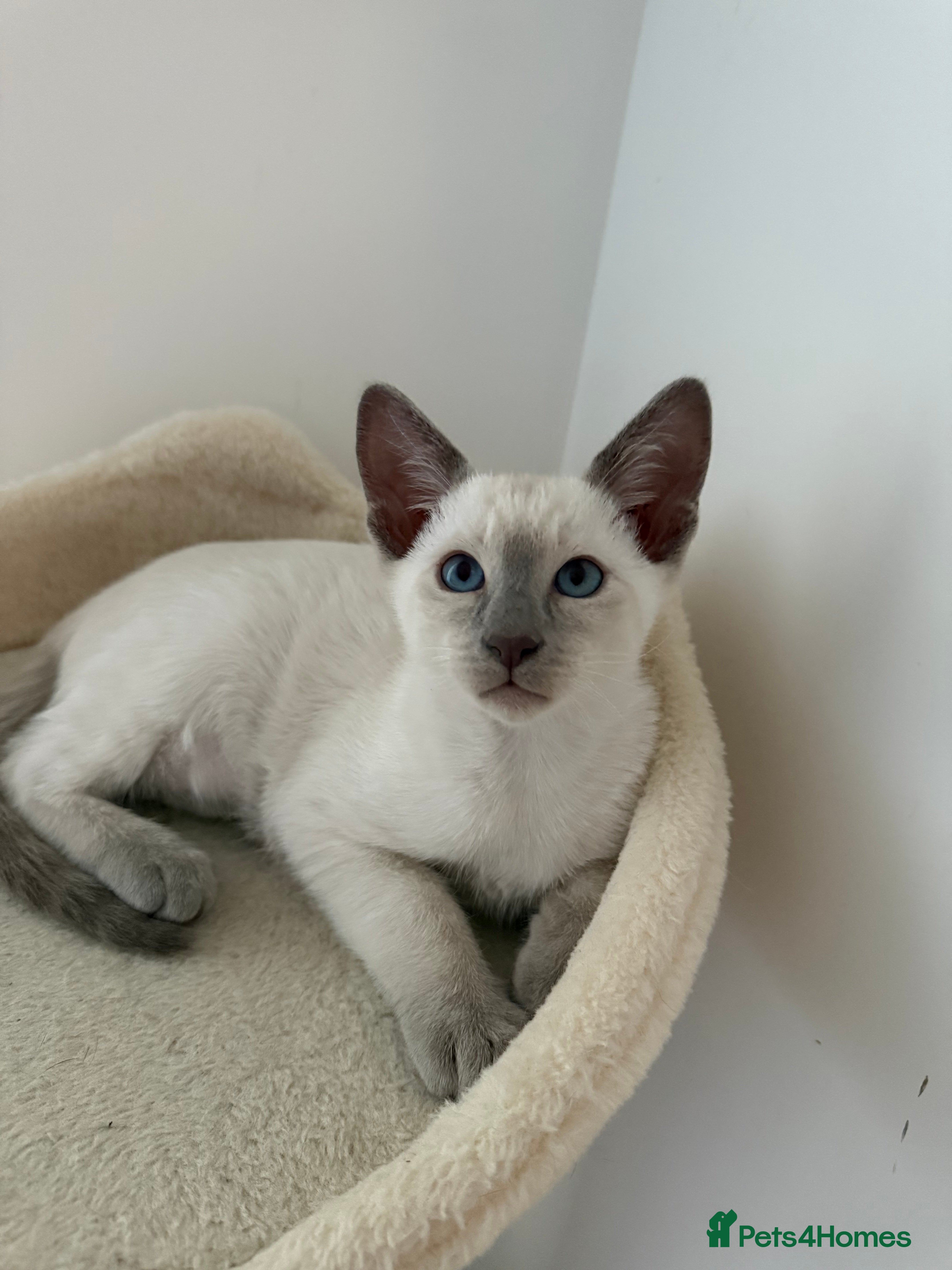 Siamese cats 5 Siamese kittens  - Advert 2