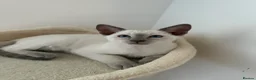 Siamese cats for sale: 5 Siamese kittens  - Advert 24