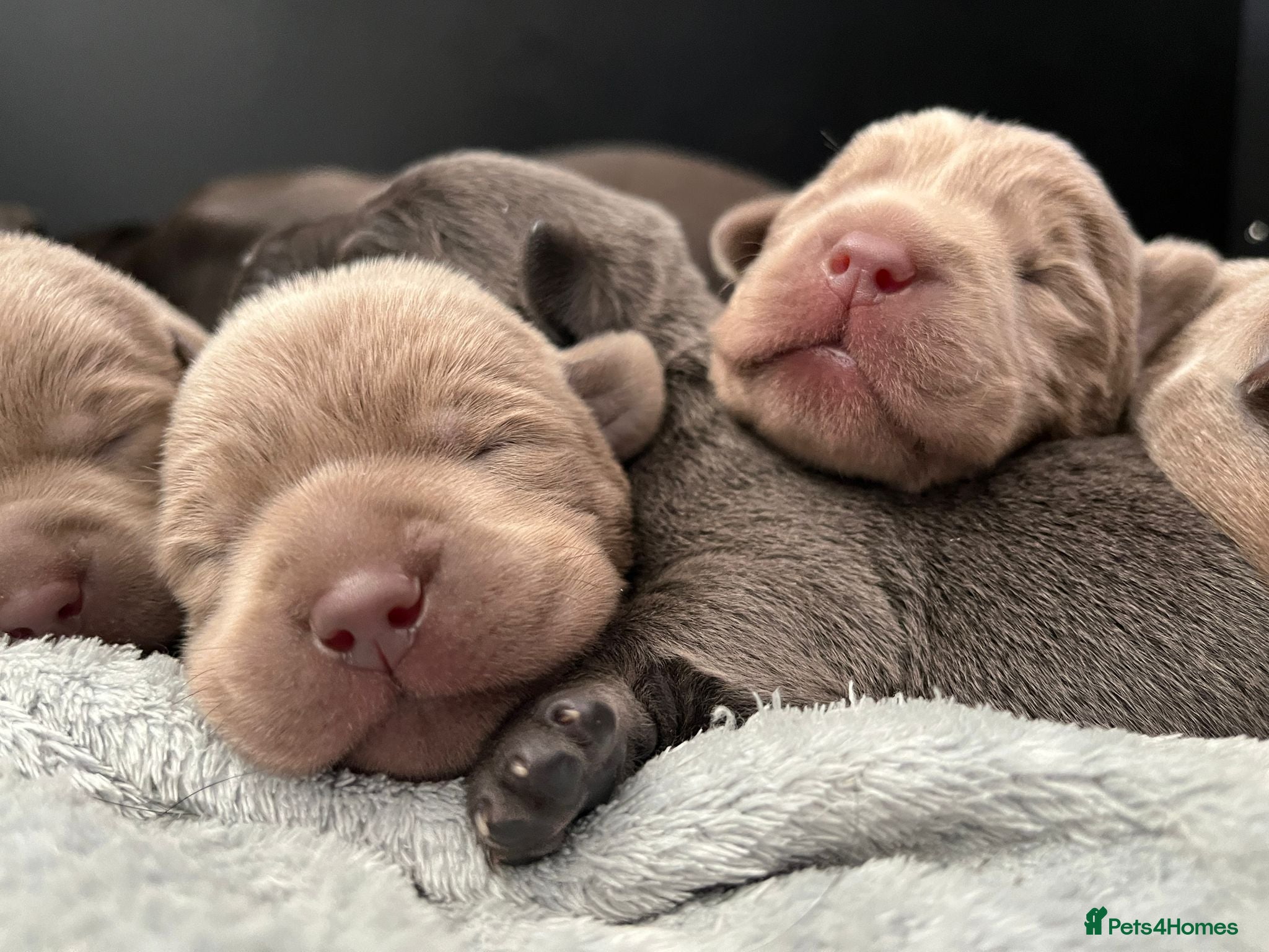 Labrador Retriever dogs Perfect Health Tested Silvers & Charcoals  - Advert 2