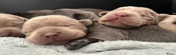 Labrador Retriever dogs for sale: ⭐Highest Health Tested Silvers & Charcoals⭐  - Advert 11