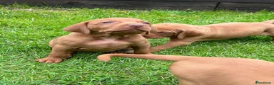 Hungarian Vizsla 9