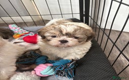 Shih Tzu dogs for sale: 4 Shih tzu girls  - Image 17