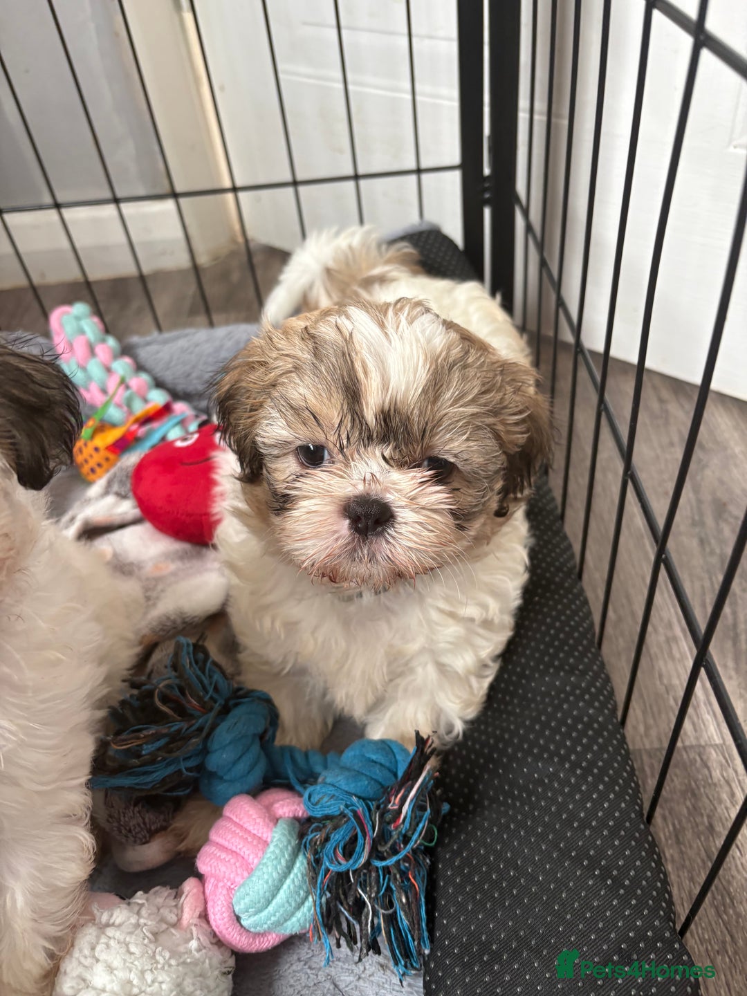 Shih Tzu dogs for sale: 4 Shih tzu girls  - Image 17