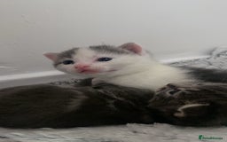 Mixed Breed cats for sale: Beautiful fluffy grey tabby kittens - Image 11
