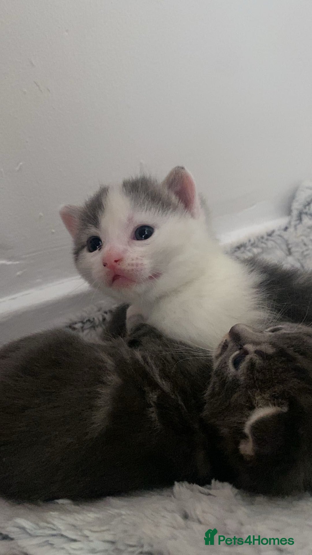 Mixed Breed cats for sale: Beautiful fluffy grey tabby kittens - Image 11
