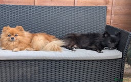 Pomeranian dogs for sale: ⭐⭐Gorgeous Pomeranian puppies⭐⭐ - Image 5