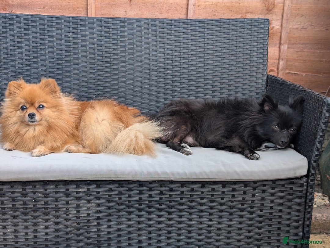 Pomeranian dogs for sale: ⭐⭐Gorgeous Pomeranian puppies⭐⭐ - Image 5