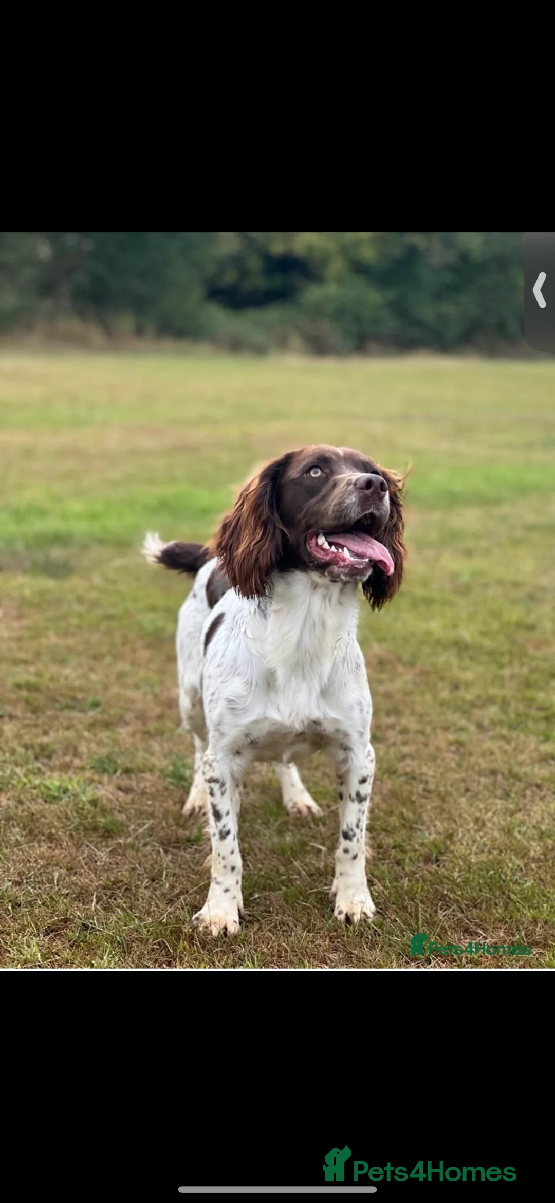 English Springer Spaniel dogs for stud: Stunning Kc Reg English Springer Spaniel..  - Advert 7