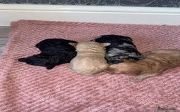 Cavapoo dogs for sale: Cavapoo puppies  - Image 4