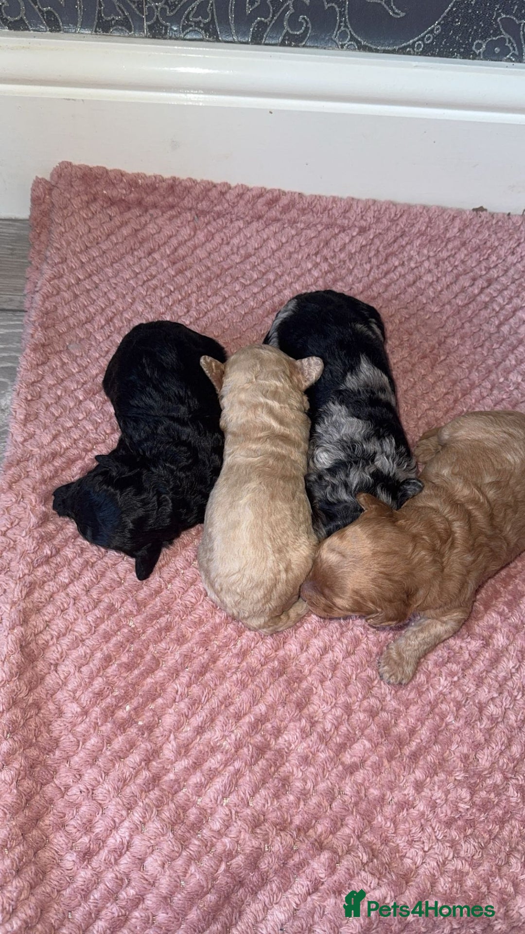 Cavapoo dogs for sale: Cavapoo puppies  - Image 4