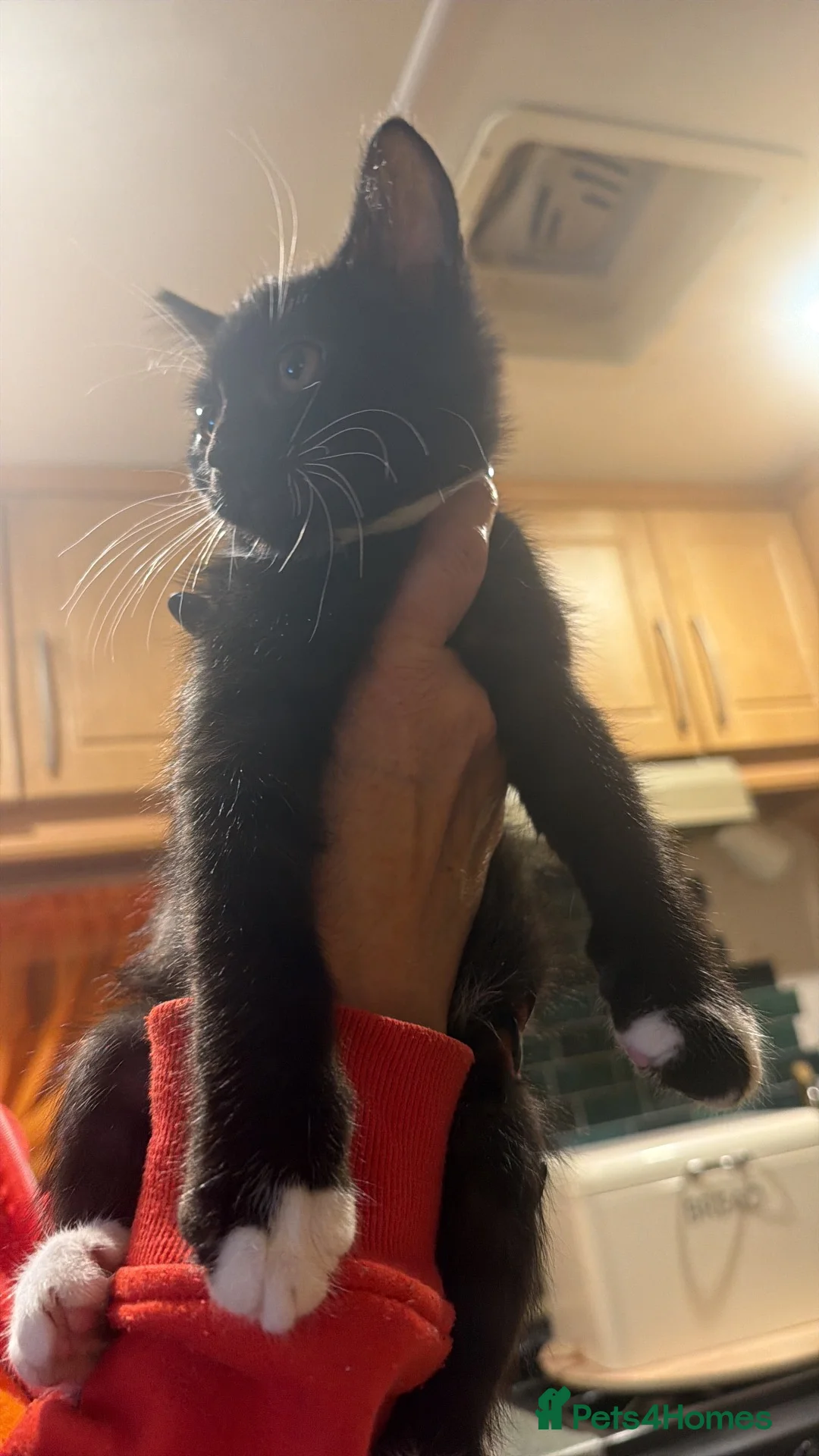 Mixed Breed cats for sale: Loving black/ 1 black and white kitten  - Advert 2