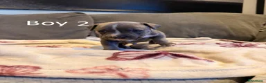 Staffordshire Bull Terrier Puppy 2
