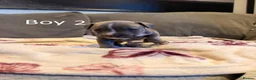 Staffordshire Bull Terrier dogs for sale: Staffy Puppies  - Advert 20