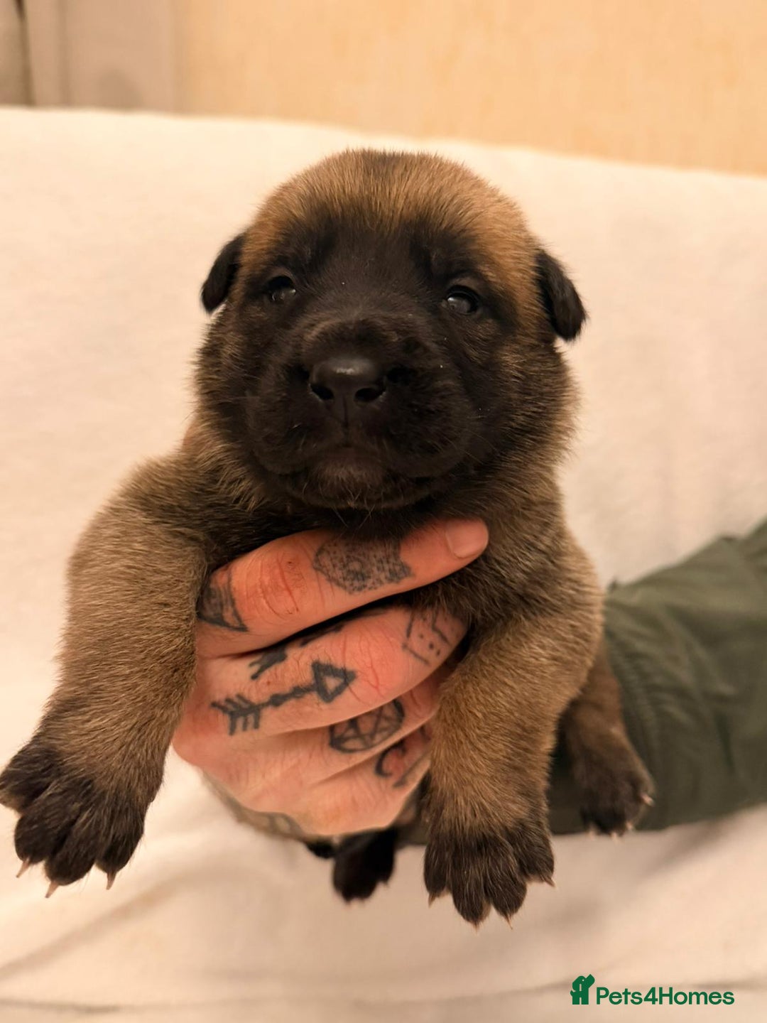 Belgian Shepherd Dog dogs for sale: Top working bloodline belgian malinois puppies - Advert 14