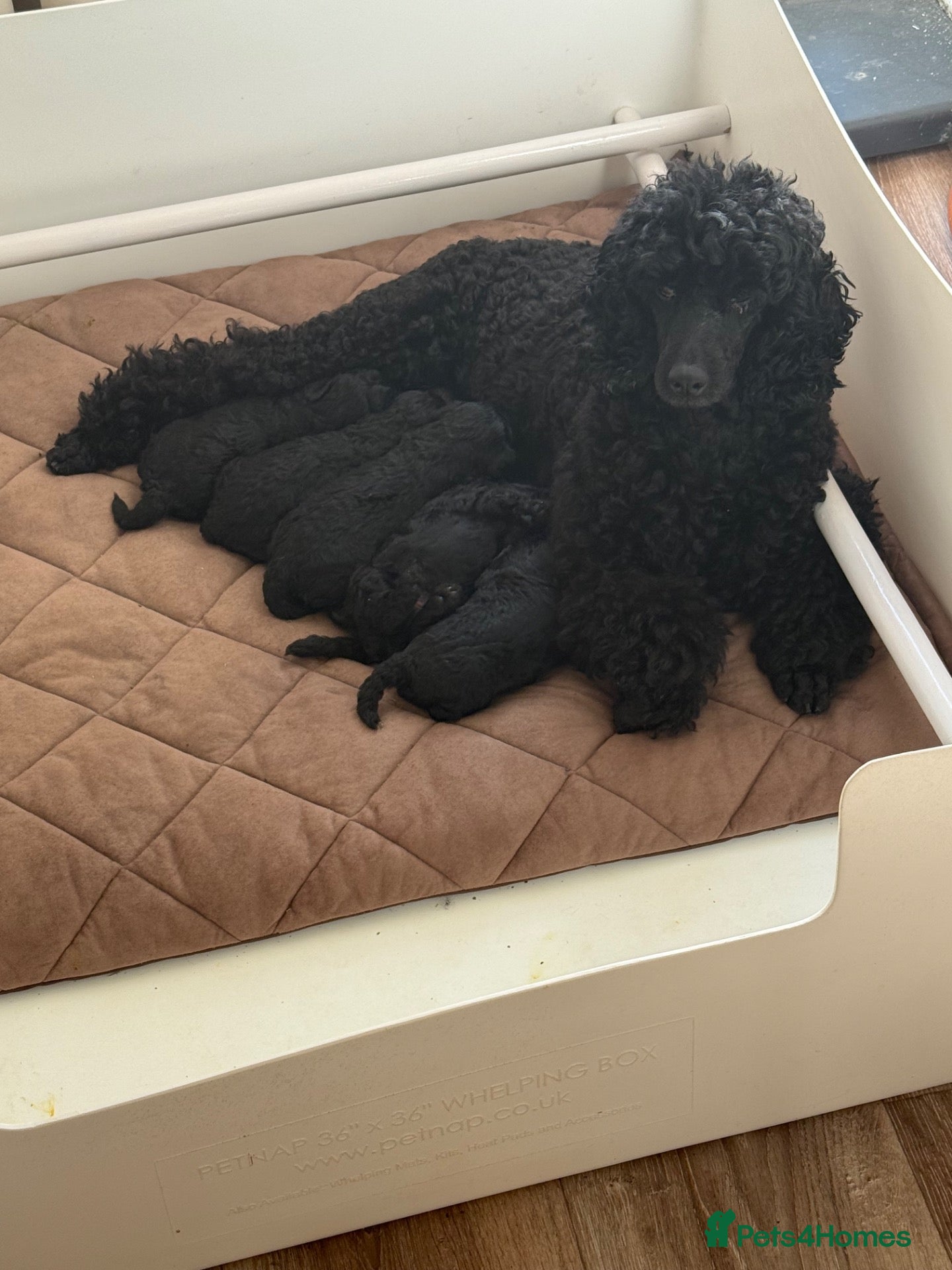 Miniature Poodle dogs Poodle puppies  - Advert 2