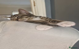 Ragdoll cats for sale: Half ragdolls looking for their forever home  - Image 4