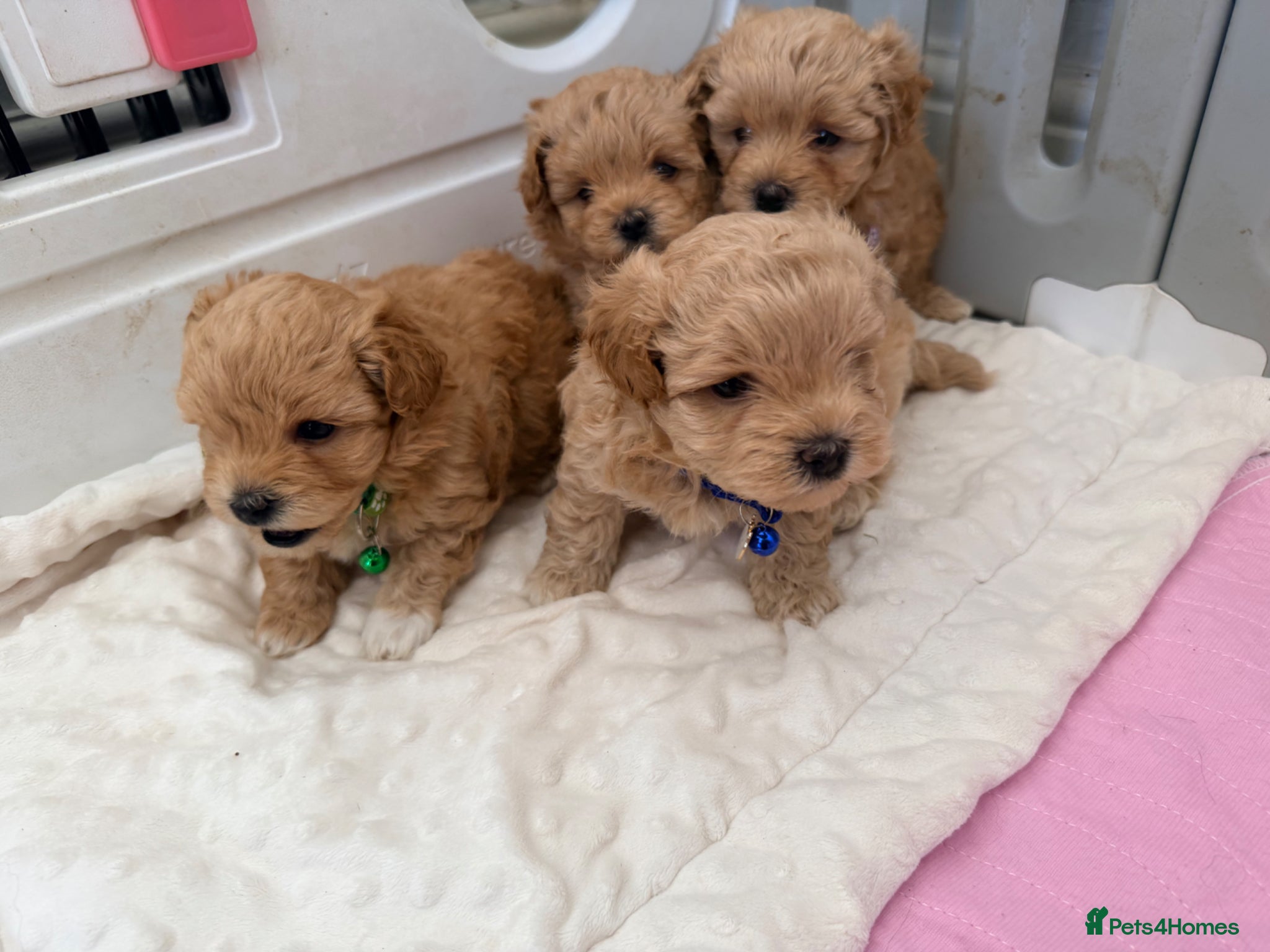 Maltipoo dogs 4 small and adorable puppies 🧸 - Advert 10