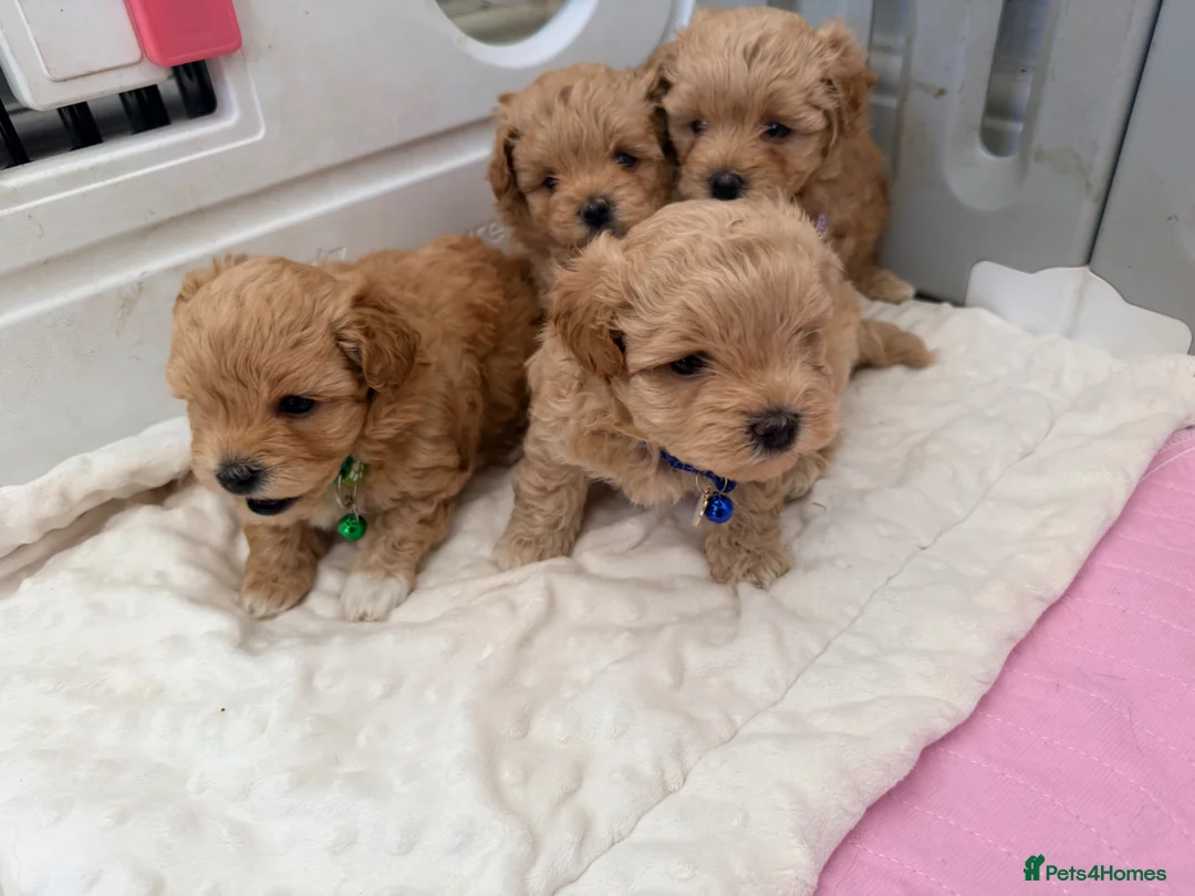 Maltipoo dogs for sale: 4 small and adorable puppies 🧸 - Advert 1
