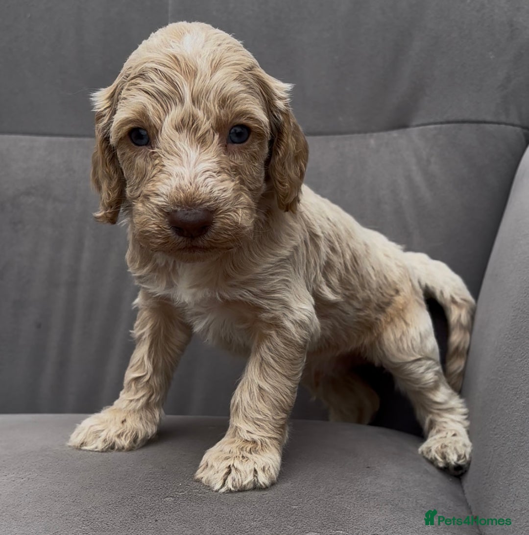 Cockapoo dogs for sale: stunning cockapoo puppies  - Image 8