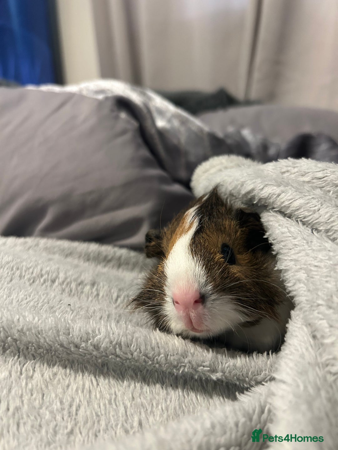Guinea Pig rodents for sale: guinea pig  - Advert 4