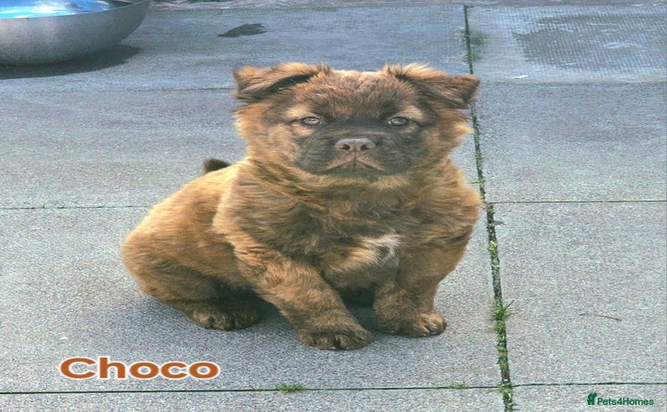 Mixed Breed dogs - Advert 4