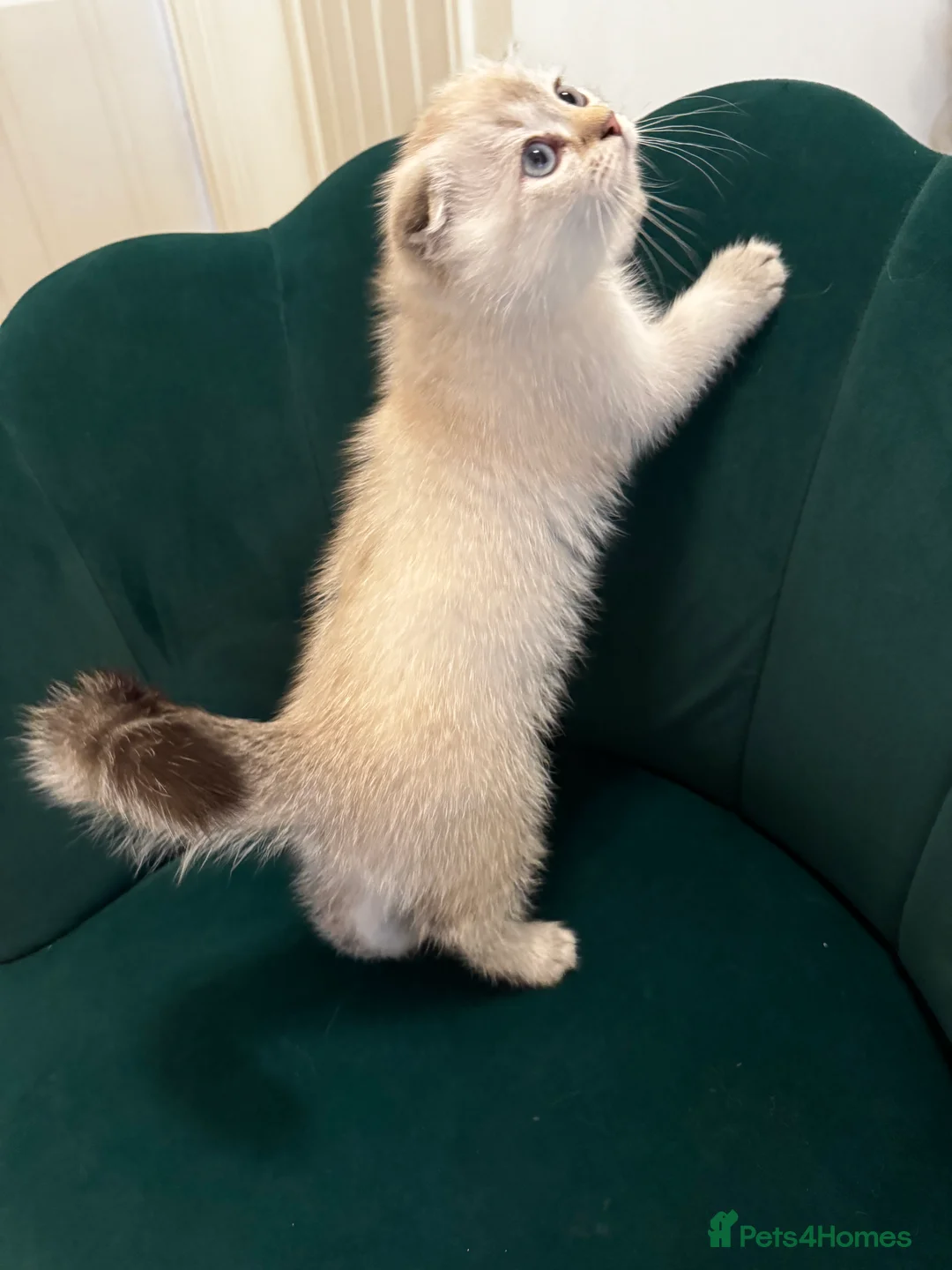 Scottish Fold cats for sale: Purebred Chinchilla Scottish Fold Kittens  🐾 - Advert 18